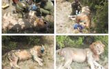 KWS treats injured Maasai Mara lion after buffalo attack