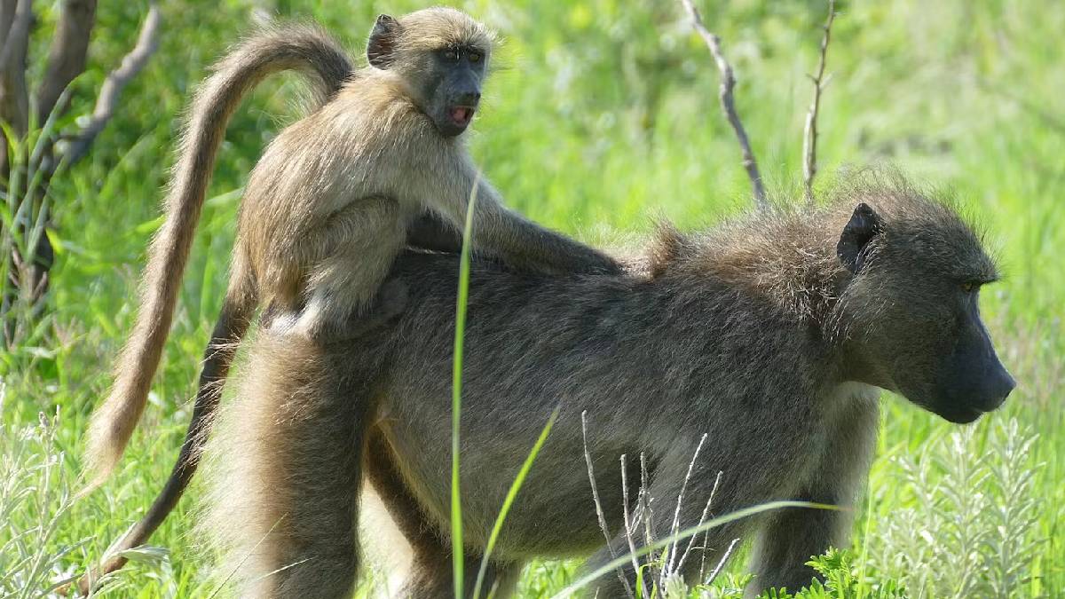 Female baboons keep family bonds strong: research reveals the benefits