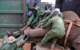 KWS probes deaths of 15 Elephants as tests detect possible toxic substance