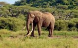 Iconic Amboseli giant, Tusker One Ton, dies