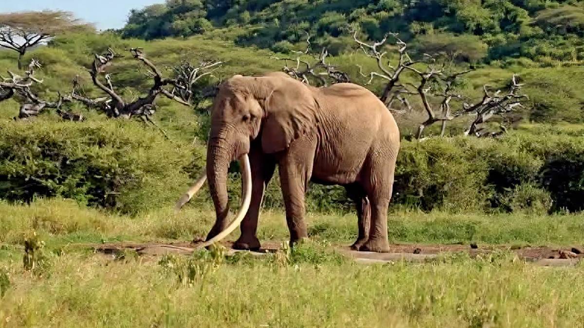 Iconic Amboseli giant, Tusker One Ton, dies