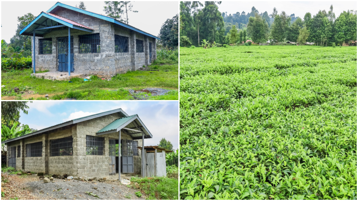 Waiguru constructs 4 new tea buying centres to help farmers reduce post harvest losses