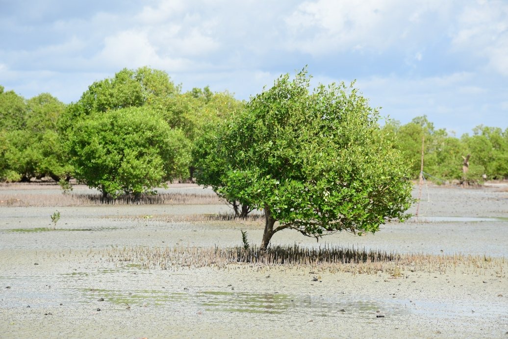 Lamu’s mangroves hold the key to Kenya’s Coastal conservation future