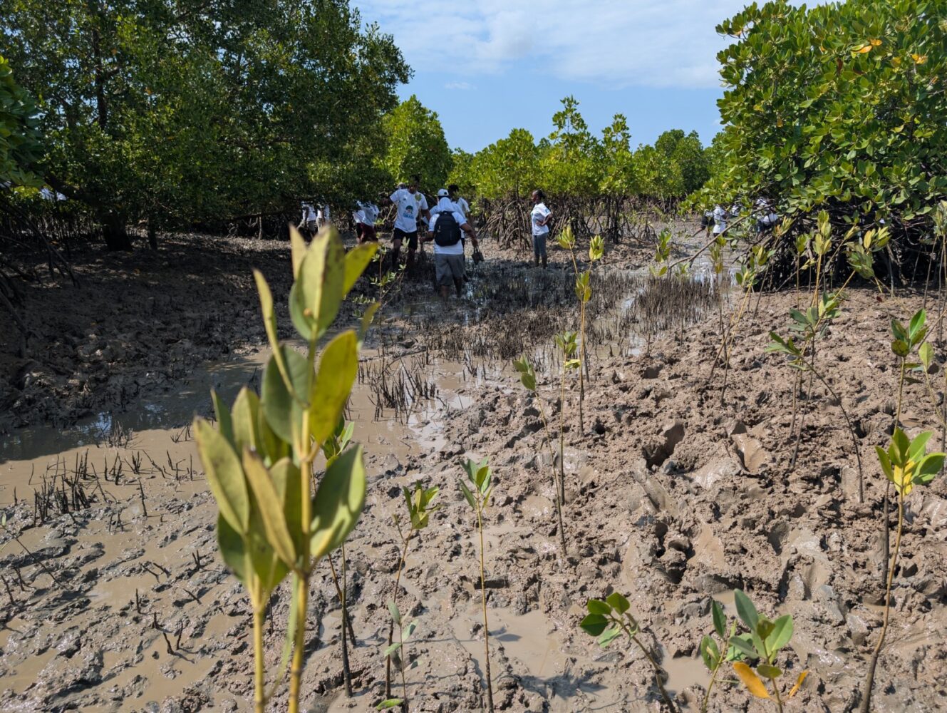 Mangrove challenge will showcase Kenya’s climate leadership, Lemarkoko says