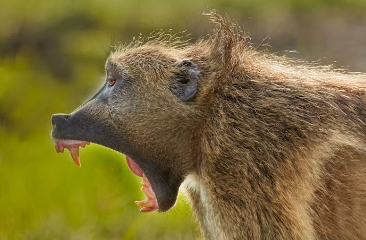 How animals prepare for war