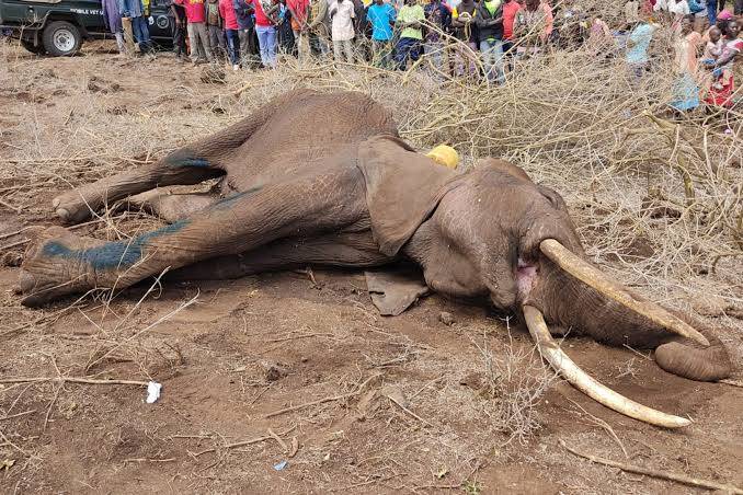 Death of 18 elephants: Four arrested, one on the run as preliminary finding point to cyanide poisoning