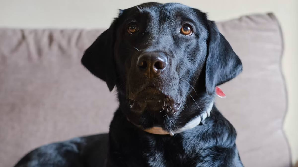 Dogs can distinguish between human fear and sadness – World‑first evidence
