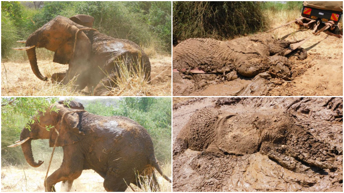 How KWS team rescued an elephant trapped in the mud for 24 hours
