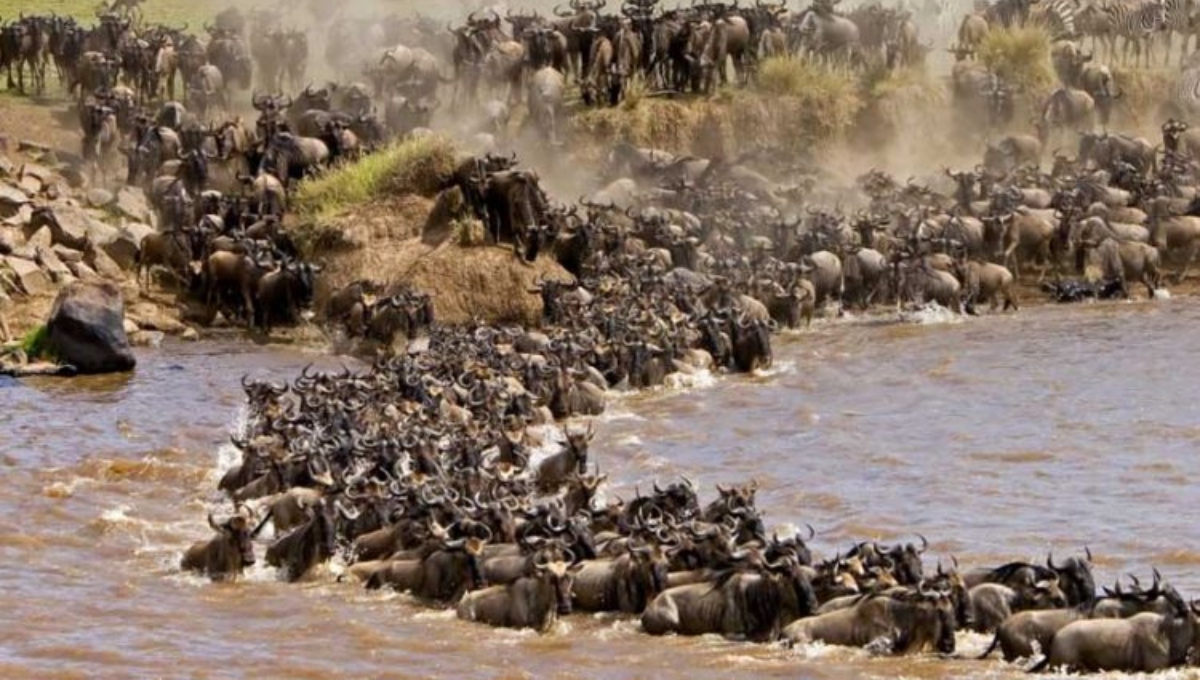Great migration 2026: Why Maasai Mara is the place to be