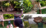 TBT: When panicked Meru villagers called in KWS to rescue a lion only to find a paper bag