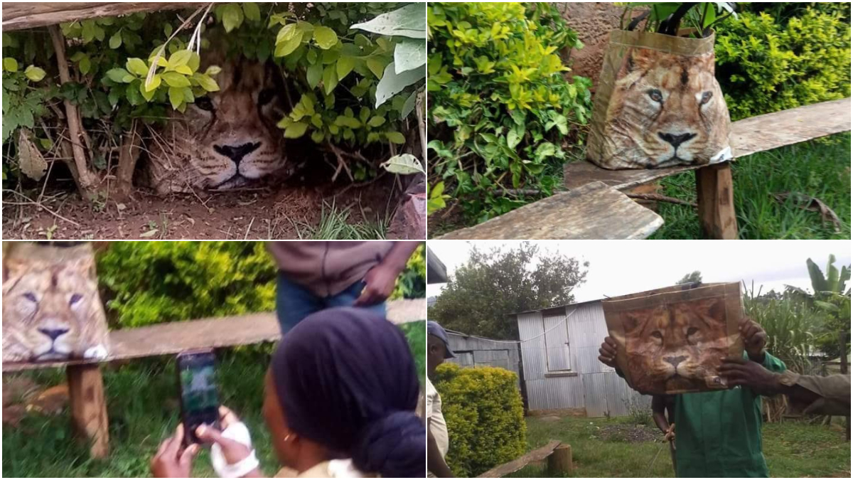 TBT: When panicked Meru villagers called in KWS to rescue a lion only to find a paper bag