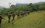 Kenya Forest Service investigates illegal logging in Saboti Forest Station as 350 trees cut down overnight
