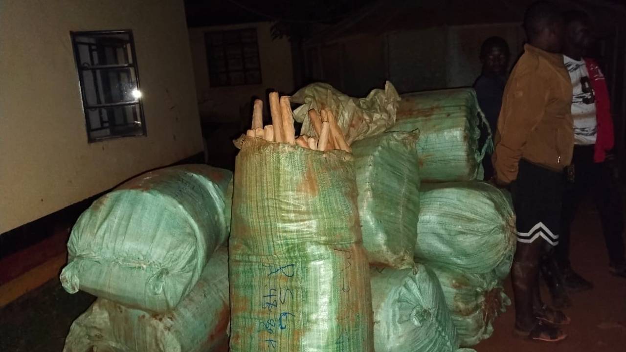 Three arrested as police seize bhang worth KSh23.4 million in Busia