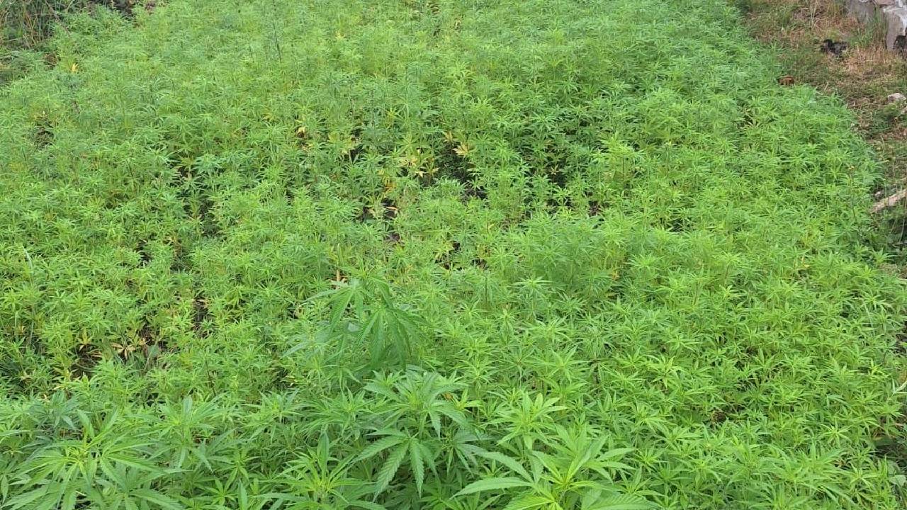 Kajiado cannabis farm busted as DCI seizes drugs worth KSh2.37 million