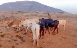 Multi-agency security team recovers 10 stolen cattle, repels armed bandits in Isiolo