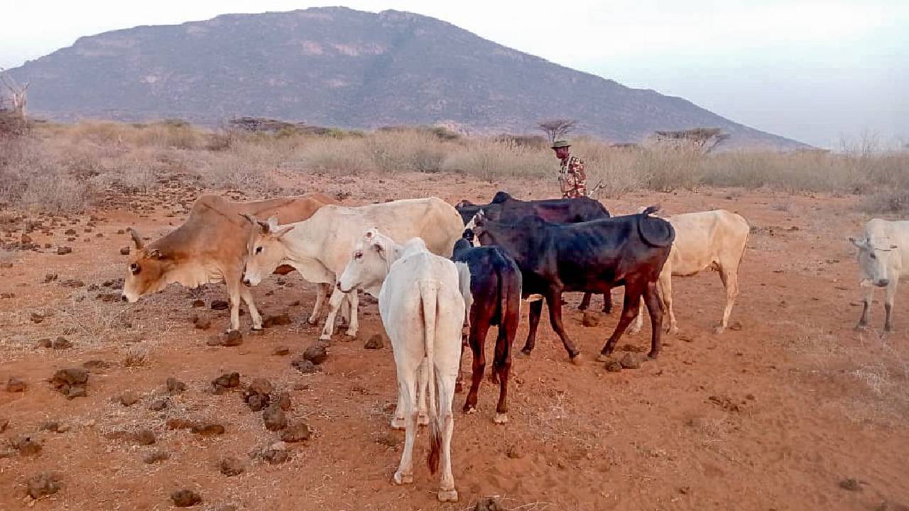 Multi-agency security team recovers 10 stolen cattle, repels armed bandits in Isiolo