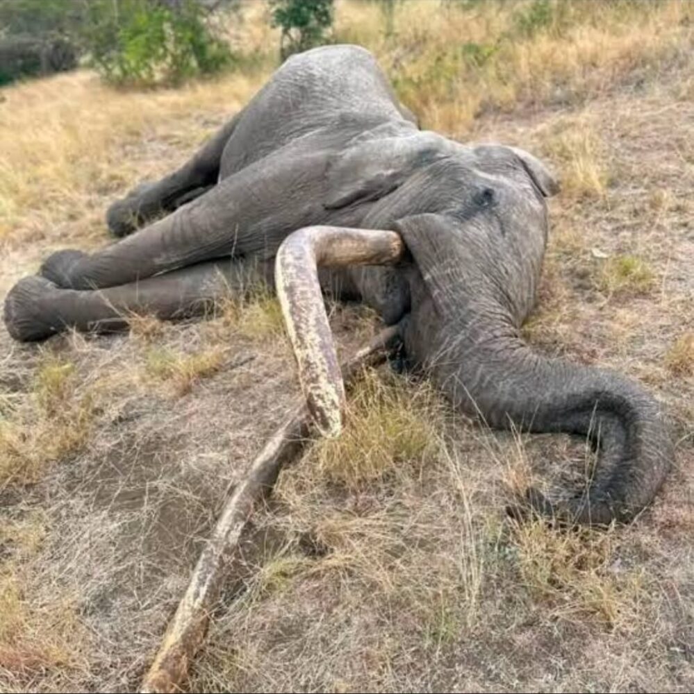 Ecological Catastrophe in Amboseli: Kenya Veterinary Association Issues Urgent Warning Over Elephant Cyanide Poisoning