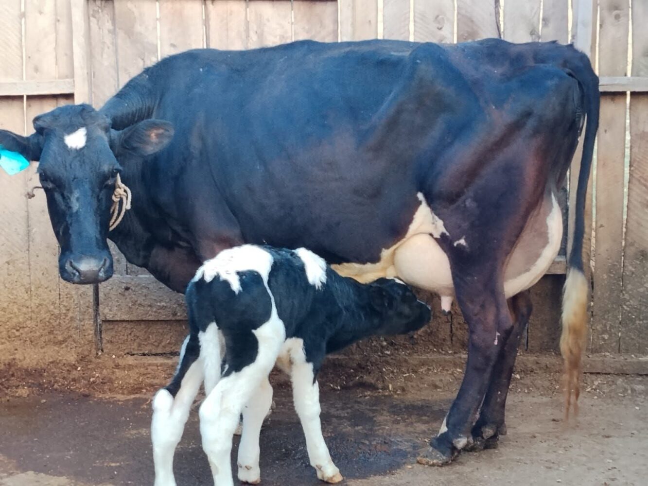 Supply us with quality feeds, sexed semens, Kiambu dairy farmers urge county and national gov’t