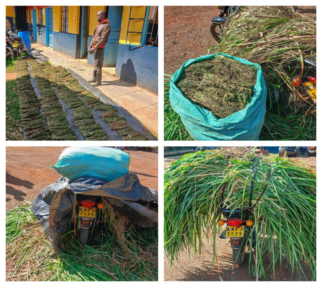 Police intercept bhang consignment hidden in Napier grass in Bungoma