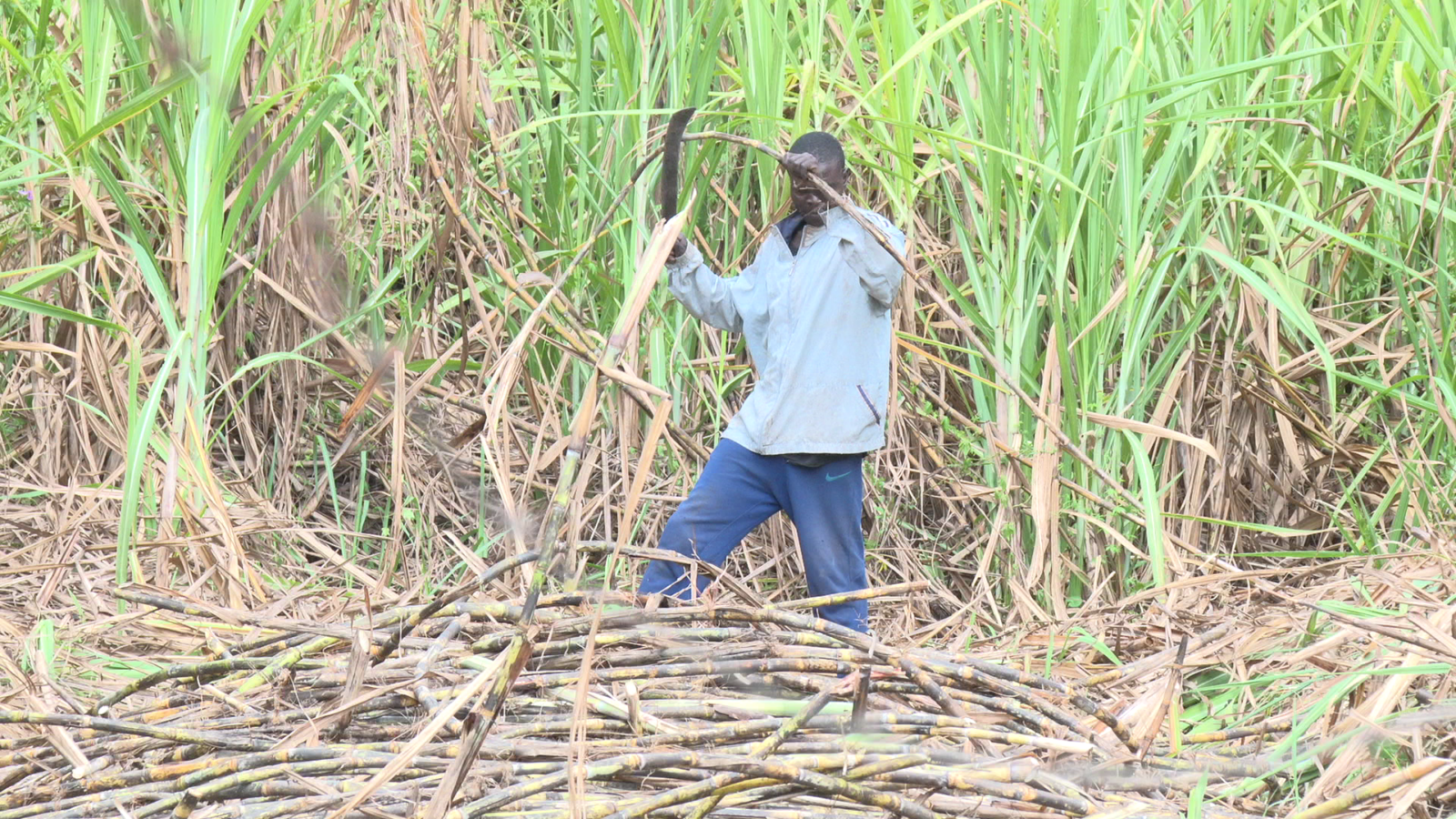 The future of Kenya’s sugar industry: Can the revival be sustained?