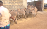 30 donkeys rescued from suspected slaughterhouse in Juja