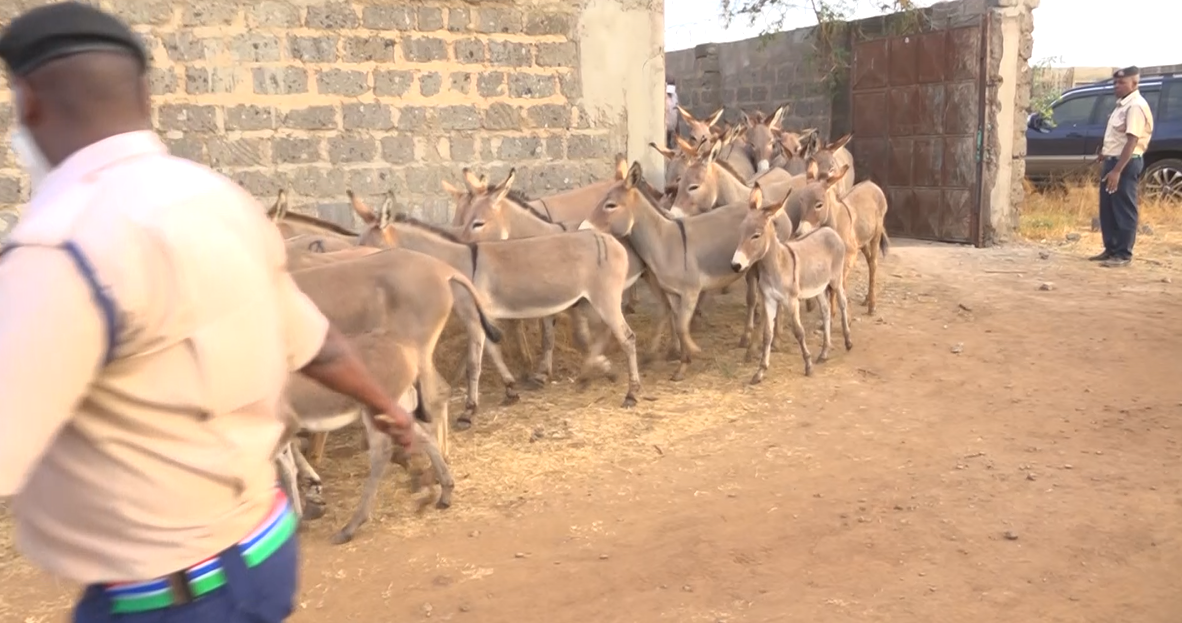 30 donkeys rescued from suspected slaughterhouse in Juja