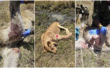 Young lion badly injured in a territorial fight within Mara National Reserve rescued