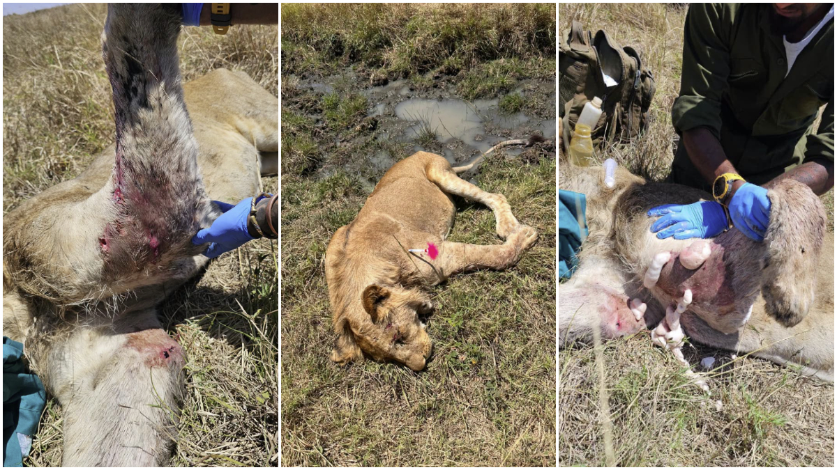 Young lion badly injured in a territorial fight within Mara National Reserve rescued