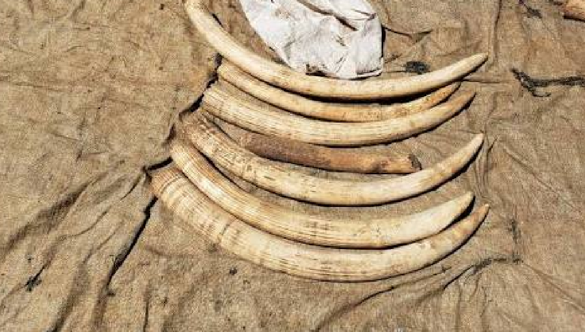 Taveta man jailed for five years over KSh 350,000 elephant tusks