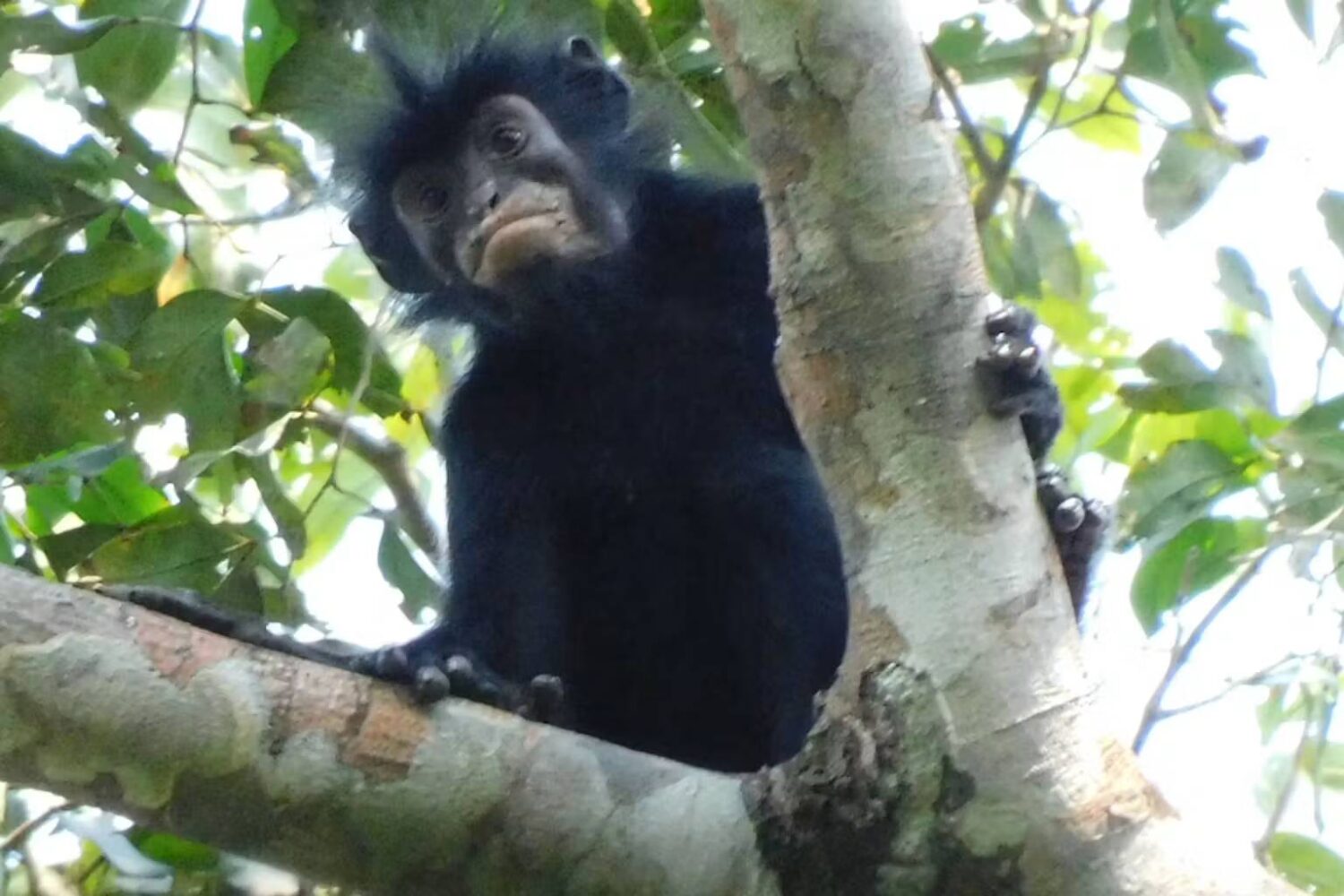 Orange lips and roaring calls: meet the DR Congo’s shy new rainforest monkey