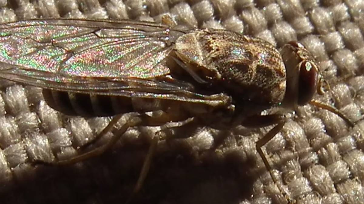 The bloodsucking insect with a saw for a mouth: how the tsetse fly bites through almost anything