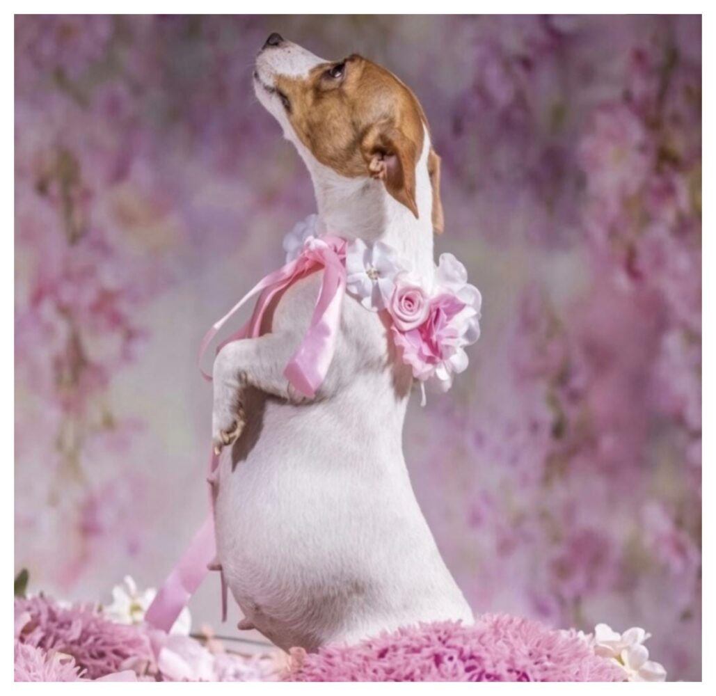 Meet Khloe, the adorable dog who stole hearts with maternity photoshoot in 2021!