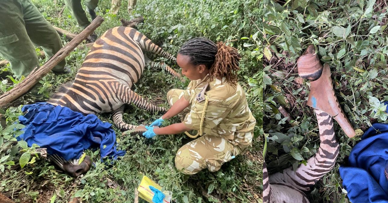 KWS rescues zebra with slipper stuck around its leg at Mount Elgon