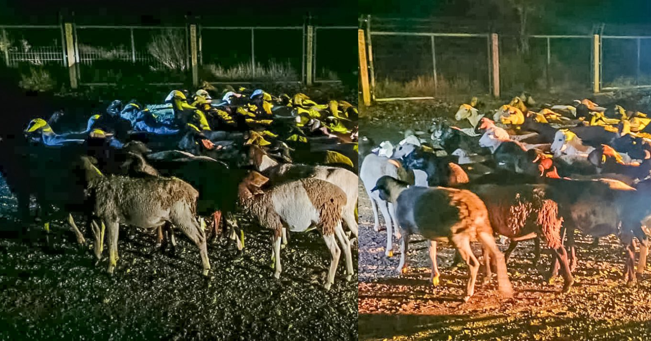 Police recover 151 stolen sheep in Kiambu’s Ndeiya area, returned to owner