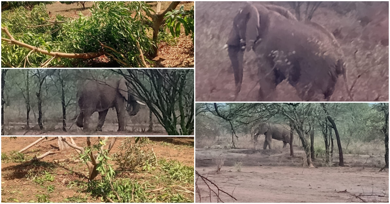Elephants ravage farms and destroy crops in Songeto, Elgeyo Marakwet County