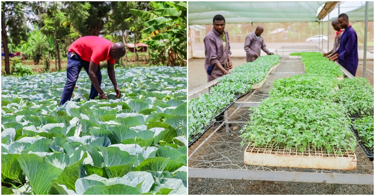 Kirinyaga farmers reap big from county seedlings propagation center cuts costs