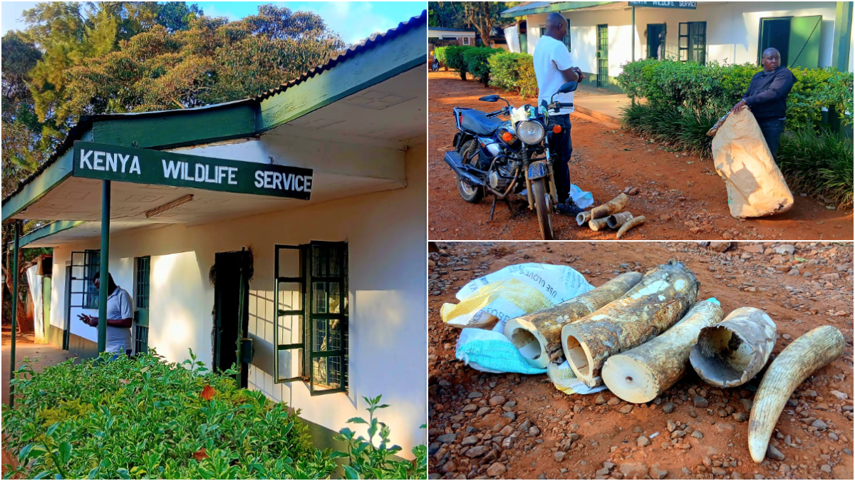 Two people, including a Machakos County official, in trouble… arrested with elephant tusks worth KSh1.2 million