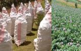 Brokers robbing Elgeyo Marakwet potato farmers: A 90kg bag, instead of 50kg at KSh2,500