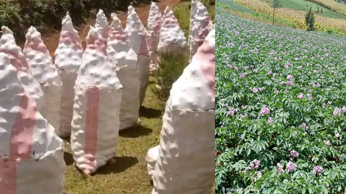 Brokers robbing Elgeyo Marakwet potato farmers: A 90kg bag, instead of 50kg at KSh2,500