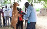 Keiyo elders call off circumcision rites this year and predict peace as Kenya nears elections