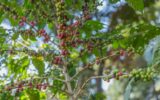 Coffee: The black gold driving Mt Kenya’s economy
