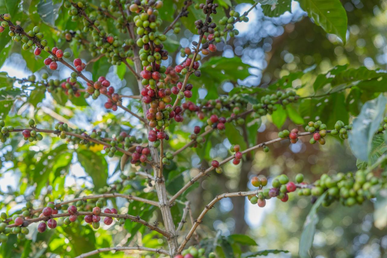 Coffee: The black gold driving Mt Kenya’s economy