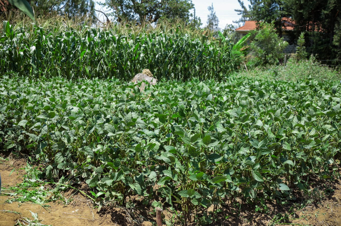 A climate-smart demonstration plot at Kibabii University, where drought-tolerant seeds, intercropping and other sustainable farming practices are being showcased. PHOTO/TONY WAFULA.