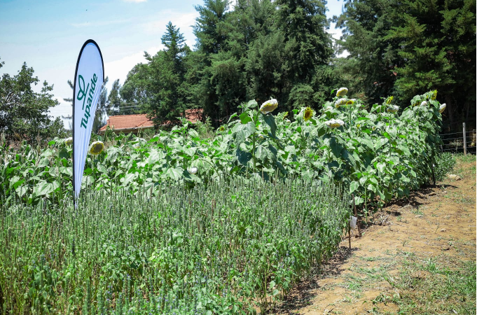 A climate-smart demonstration plot at Kibabii University, where drought-tolerant seeds, intercropping and other sustainable farming practices are being showcased. PHOTO/TONY WAFULA.
